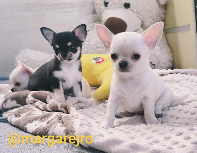 Chihuahua po Championie rodowód ZKWP