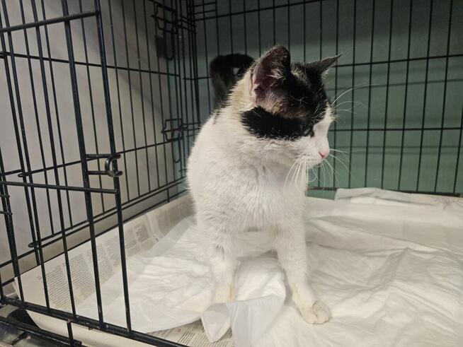 Urocza oswojona młoda kotka!