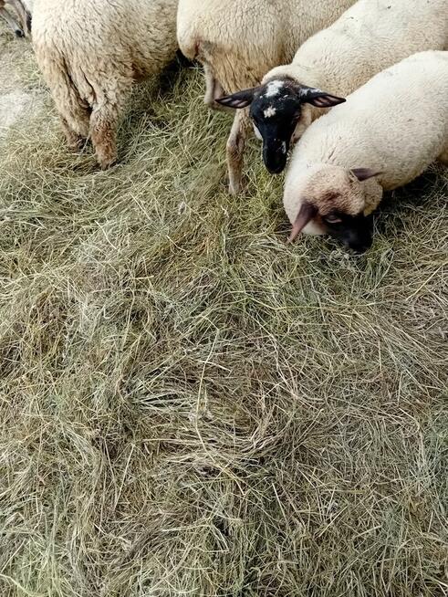 Sprzedam jagniątka do Twojego ogródka