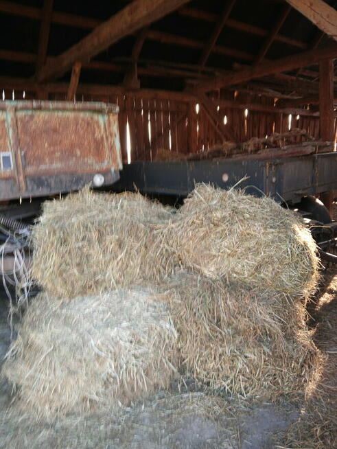 Sprzedam siano