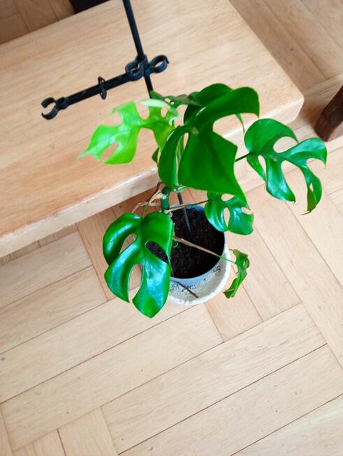 Sprzedam aloesy tygrysie i nie tylko...