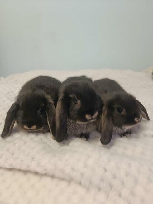 Króliczki mini lop domowa hodowla