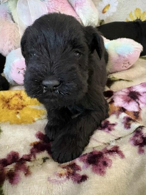 Sznaucer miniaturowy czrny - pieski