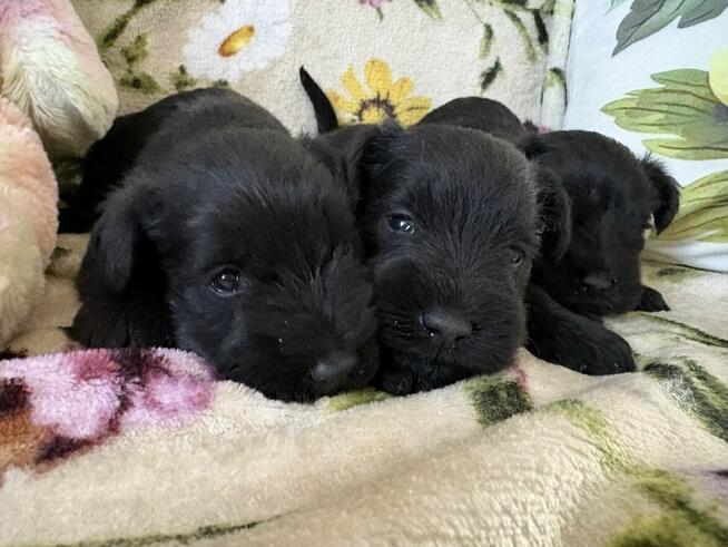 Sznaucer miniaturowy czrny - pieski