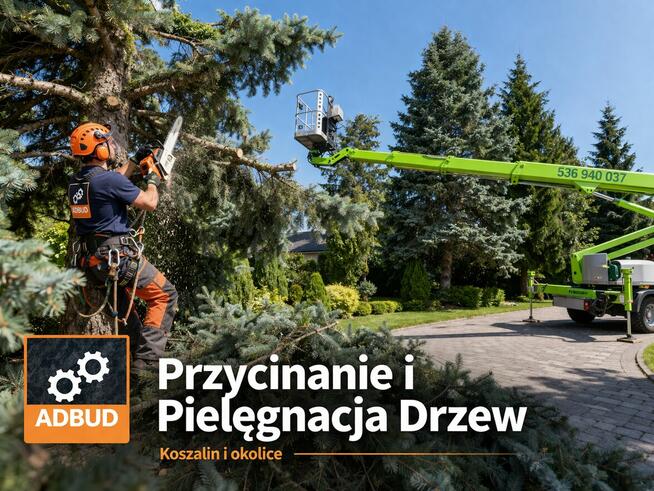 Przycinanie i Pielęgnacja Drzew | Koszalin i okolice