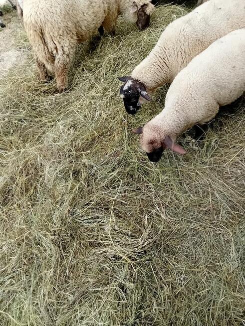 Sprzedam jagniątka do Twojego ogródka