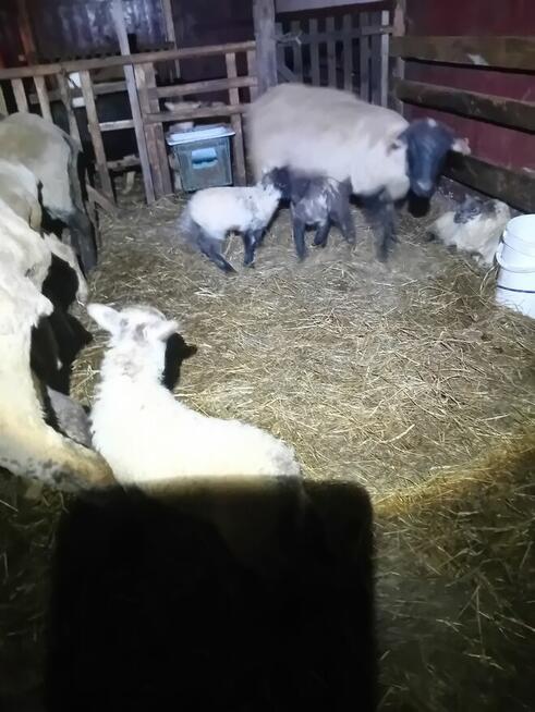 Baranki do Twojego ogródka