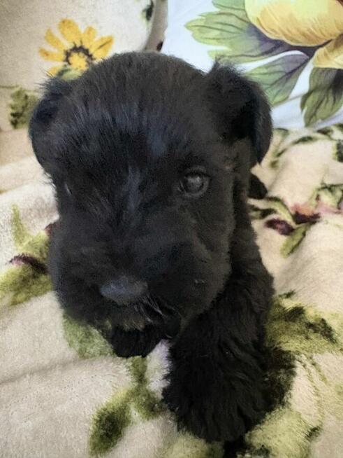 Sznaucer miniaturowy czrny - pieski