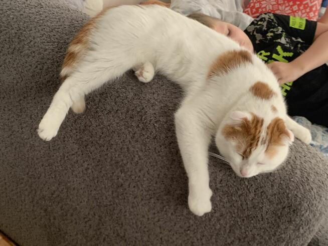 Kot do adopcji