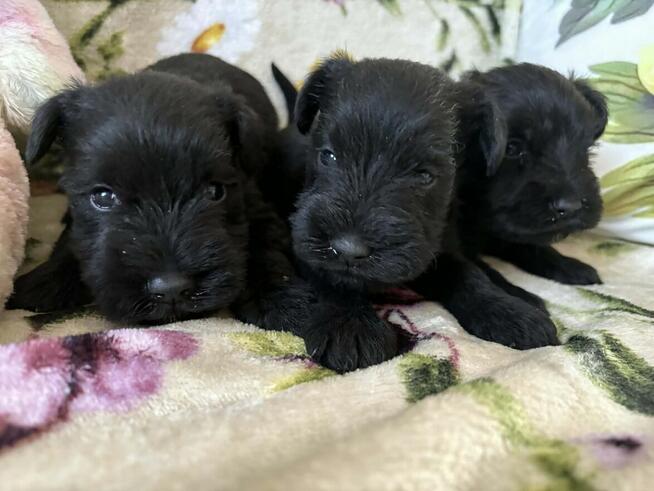 Sznaucer miniaturowy czrny - pieski