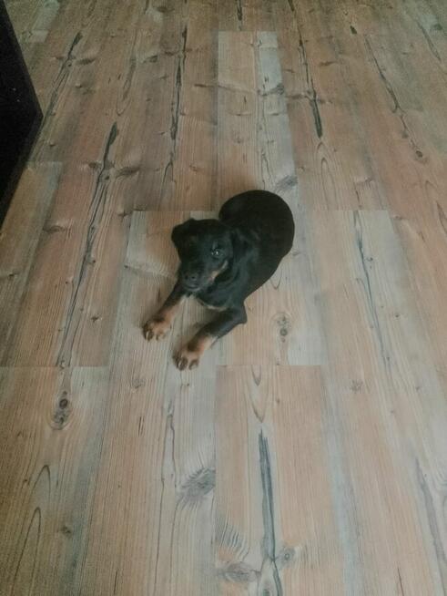 Chwalę się nowym pokoleniem Jagdterierów w Sokółce!