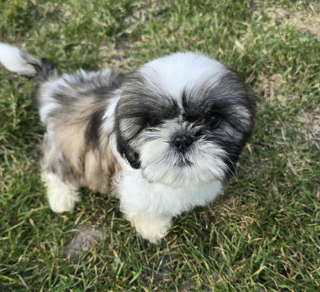 Piesek Shih tzu, tri color, pìękny