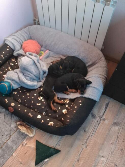 Chwalę się nowym pokoleniem Jagdterierów w Sokółce!