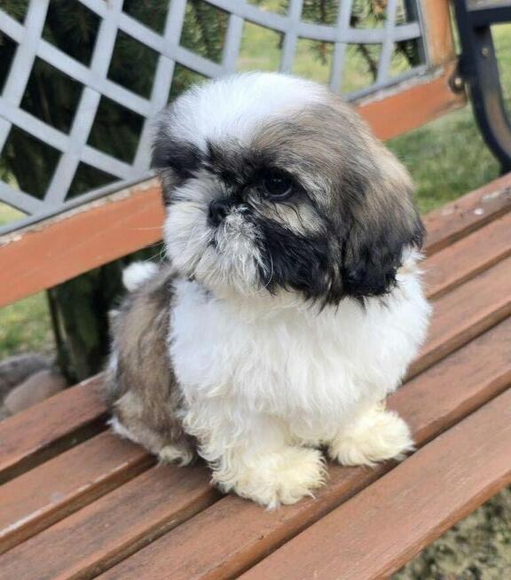 Piesek Shih tzu, tri color, pìękny