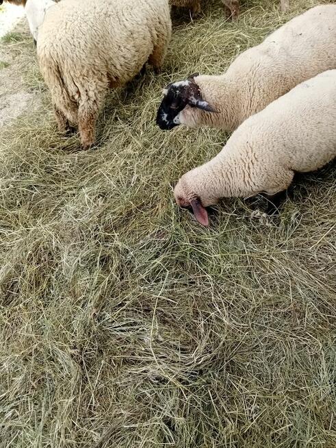 Sprzedam owcę z jagnięciem