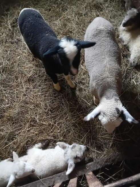 Baranki do Twojego ogródka