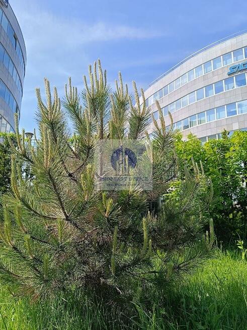 Lokal użytkowy Warszawa Włochy, Krańcowa