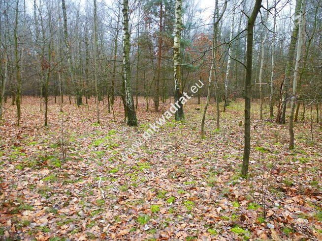 działka leśna z prawem zabudowy