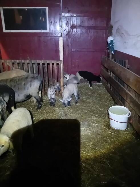 Baranki do Twojego ogródka