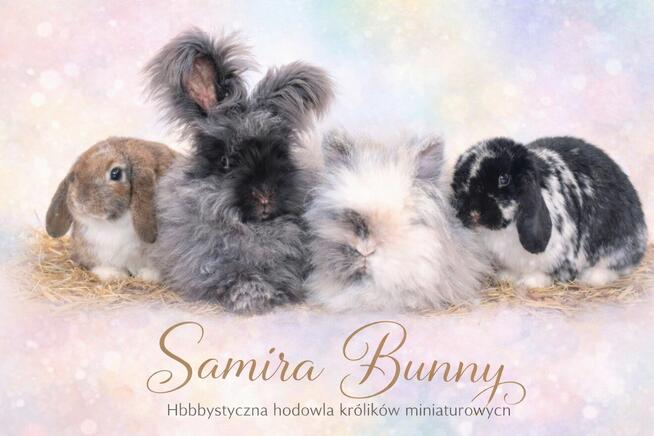 Króliczki mini lop domowa hodowla