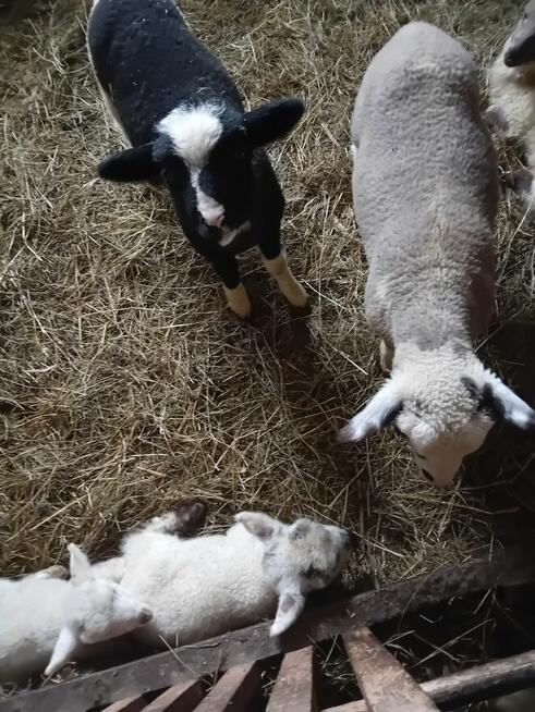 Baranki do Twojego ogródka