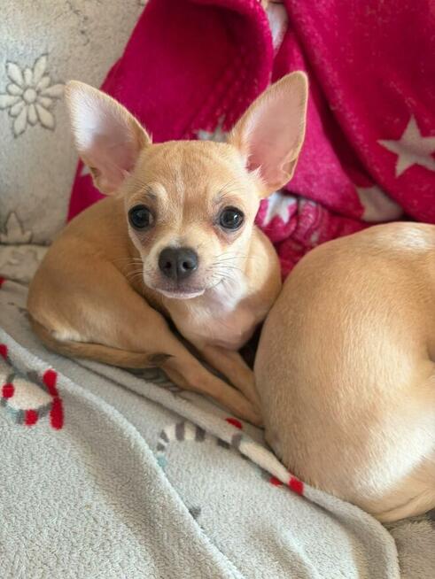 Chihuahua piękna dziewczynka krótkowłosa