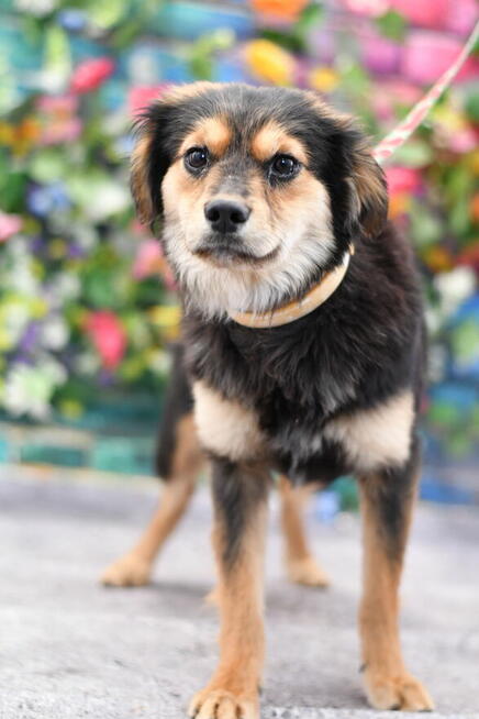 Nieśmiały Marcelek prosi o nową rodzinkę!