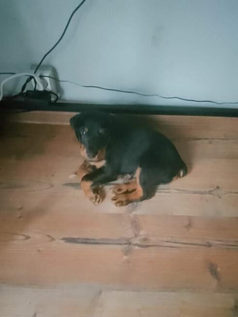 Chwalę się nowym pokoleniem Jagdterierów w Sokółce!