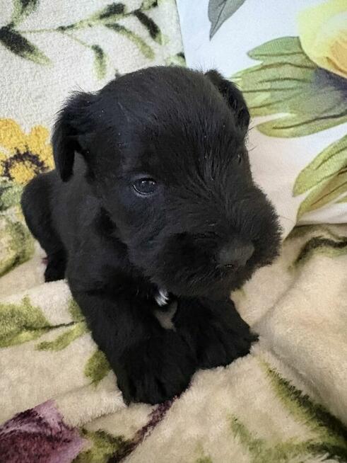 Sznaucer miniaturowy czrny - pieski