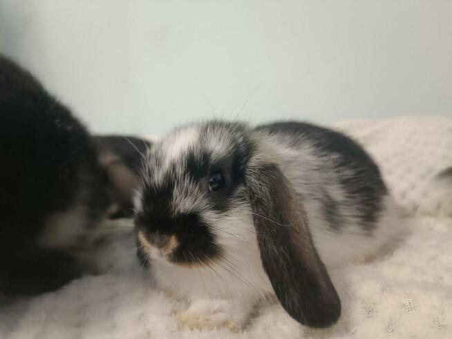 Króliczki mini lop domowa hodowla