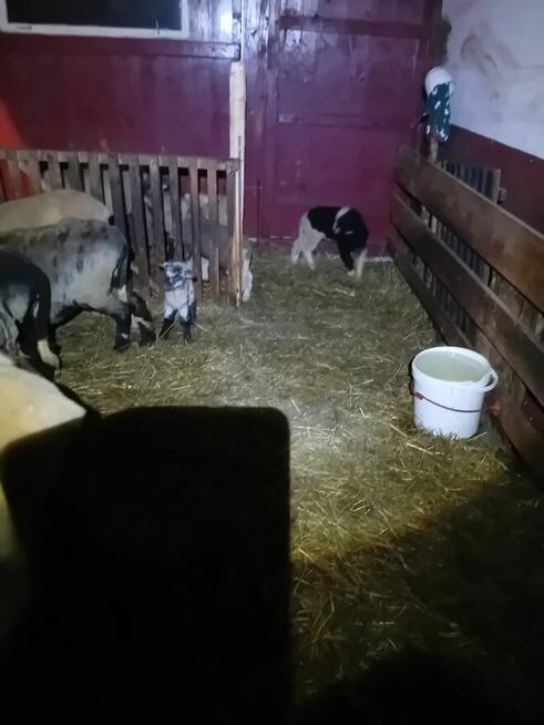 Baranki do Twojego ogródka