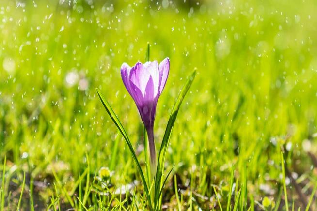 Poszukujemy Opiekunki osoby starszej