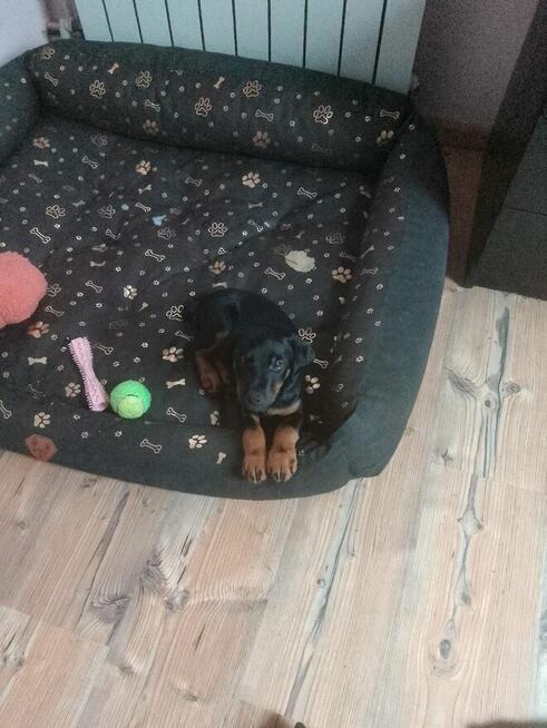 Chwalę się nowym pokoleniem Jagdterierów w Sokółce!