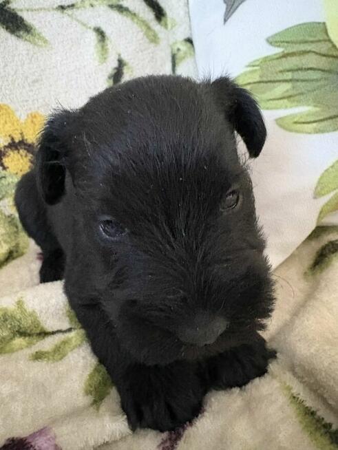 Sznaucer miniaturowy czrny - pieski