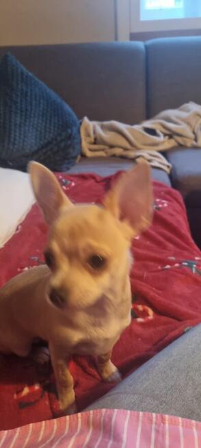 Chihuahua piękna dziewczynka krótkowłosa