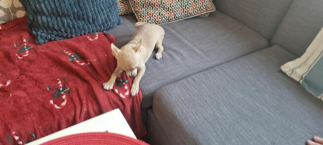 Chihuahua piękna dziewczynka krótkowłosa