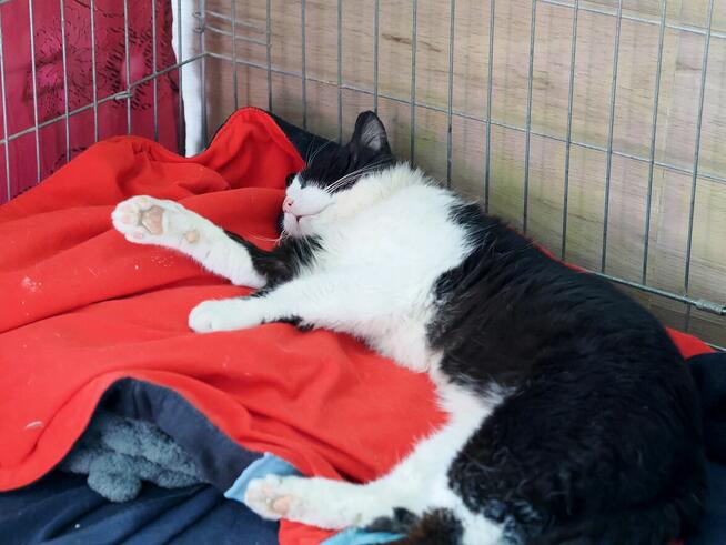 Lenny olbrzym o gołębim sercu