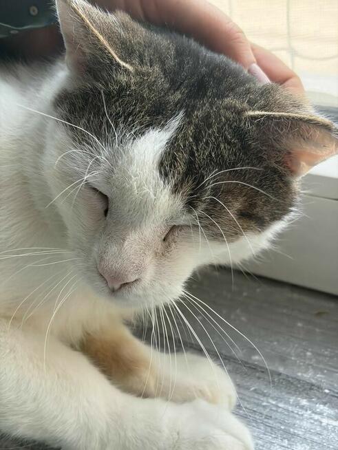 Noe delikatny kocurek szuka domu