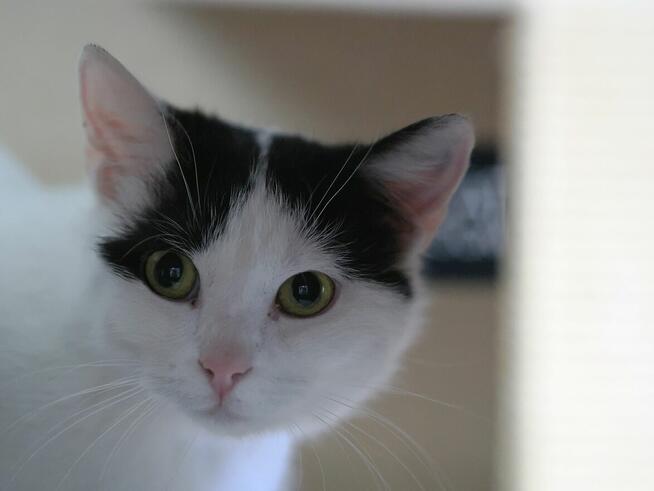 Blue, kto da jej szansę?