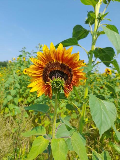 Szukam zleceń na sprzątanie.