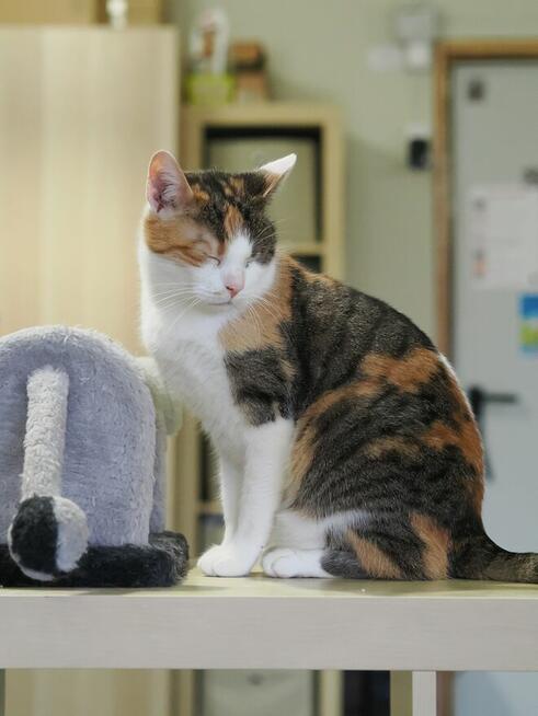 Delikatna Helenka szuka domu