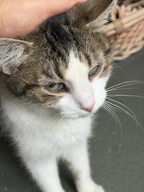 Osierocona Filomena, szuka domu