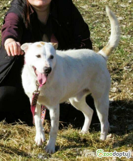 BIAŁASEK - kochany przytulaśny psiak szuka domu