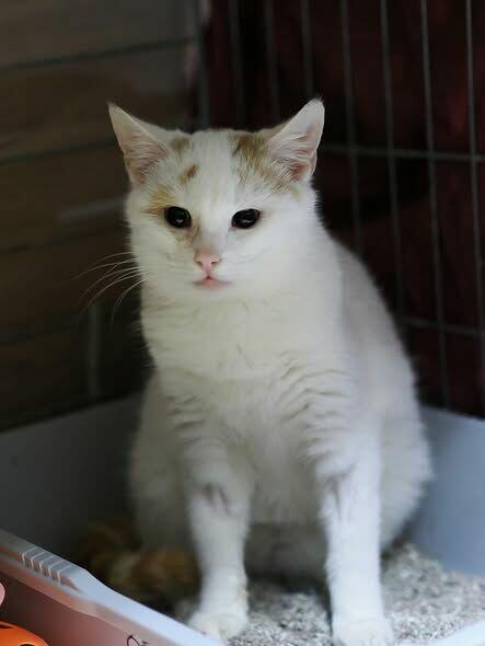 Grom, łagodnosć w czystej postaci