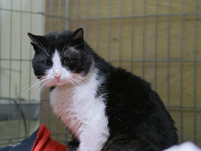 Lenny olbrzym o gołębim sercu