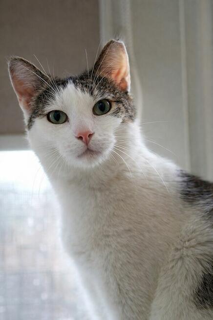 Noe delikatny kocurek szuka domu