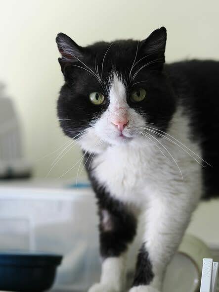 Lenny olbrzym o gołębim sercu