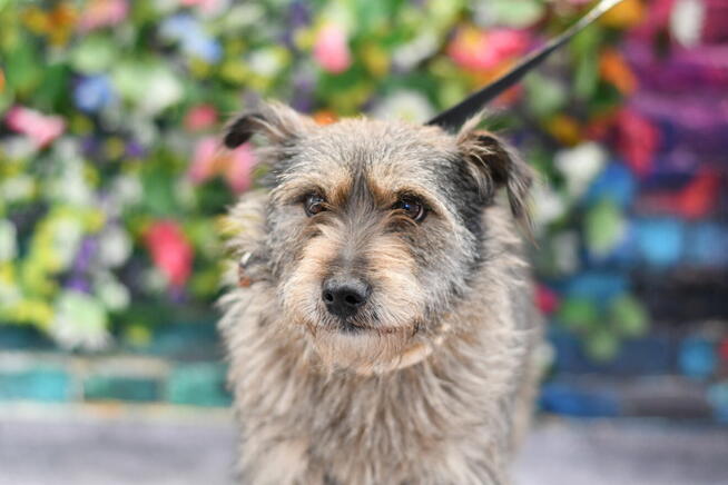 Nieśmiała Zara szuka rodzinki do pokochania!