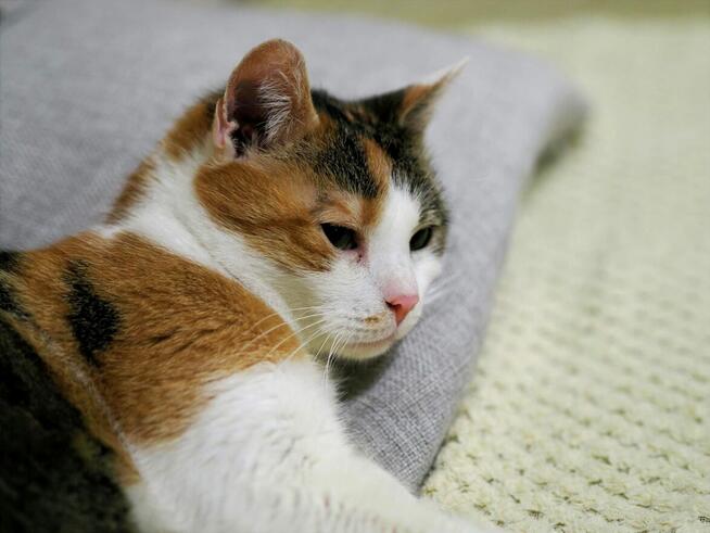 Delikatna Helenka szuka domu