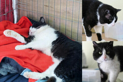 Lenny olbrzym o gołębim sercu